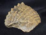 Scaphotrigonia navis (LAMARCK 1819) - Bild &copy; FossNet FossilienStore
